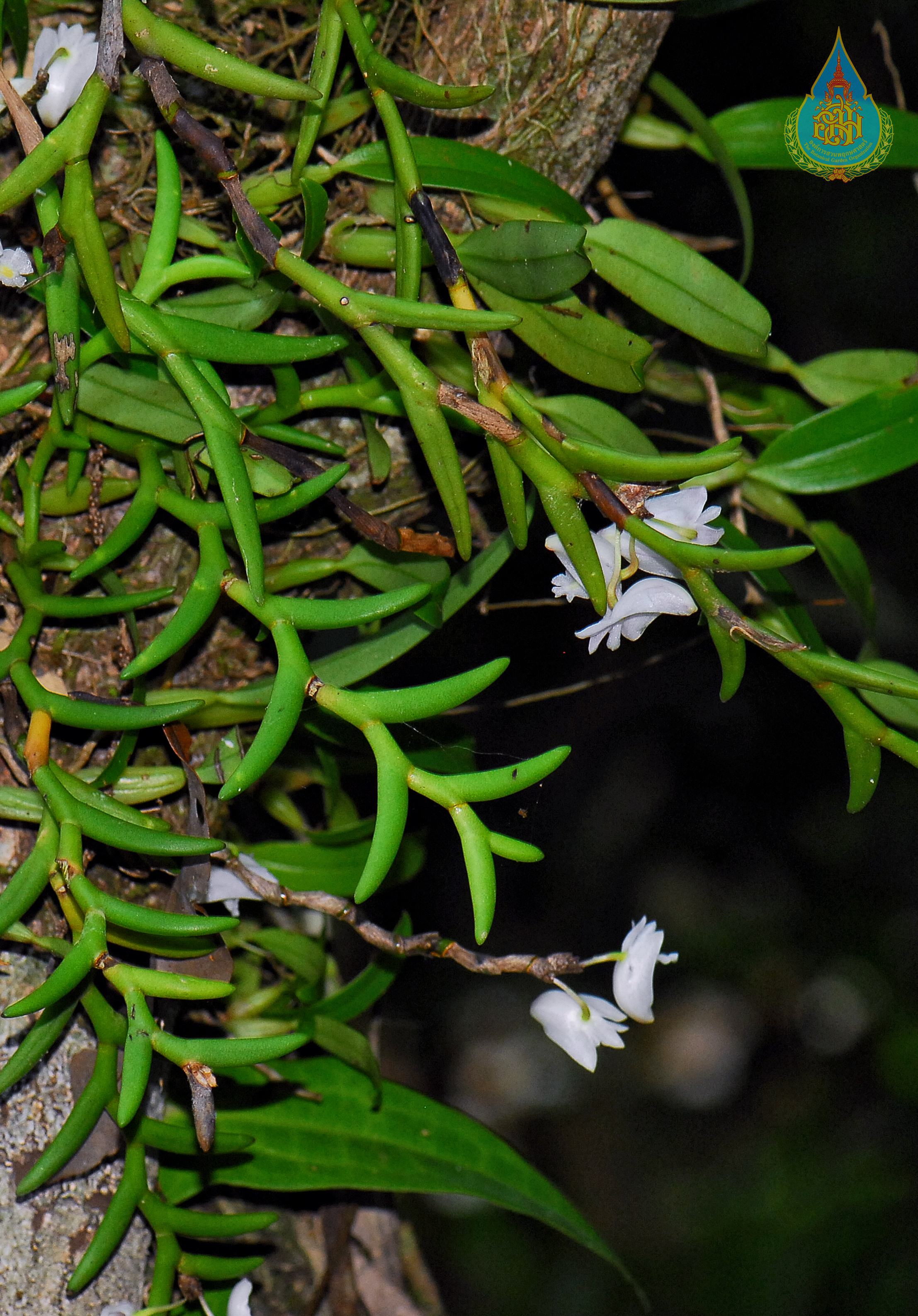 ก้างปลาใหญ่ Dendrobium kentrophyllum Hook.f.<br/>ORCHIDACEAE